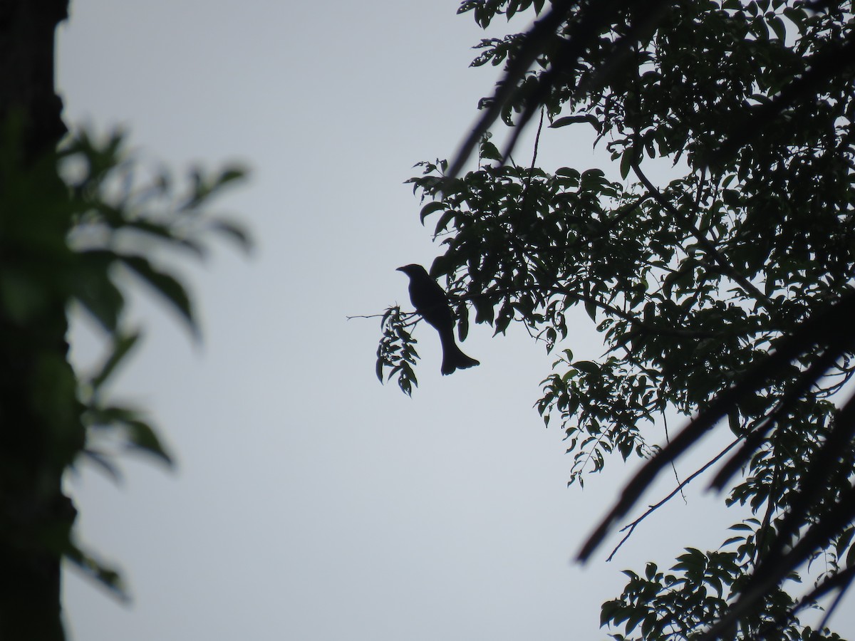 Hair-crested Drongo (White-eyed) - ML645101388