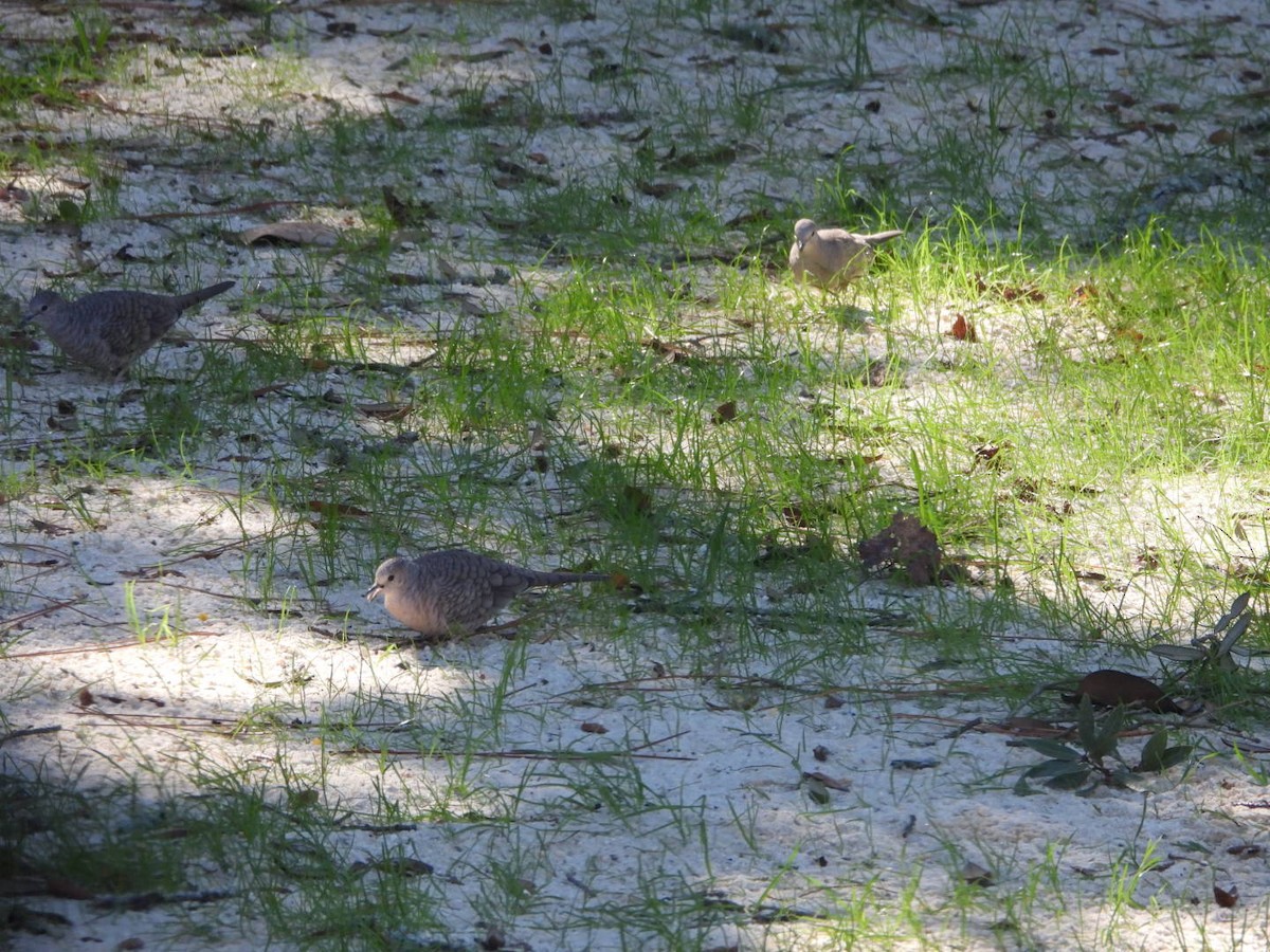 Inca Dove - ML645101389