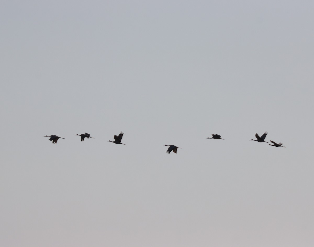 Grue du Canada - ML645101390