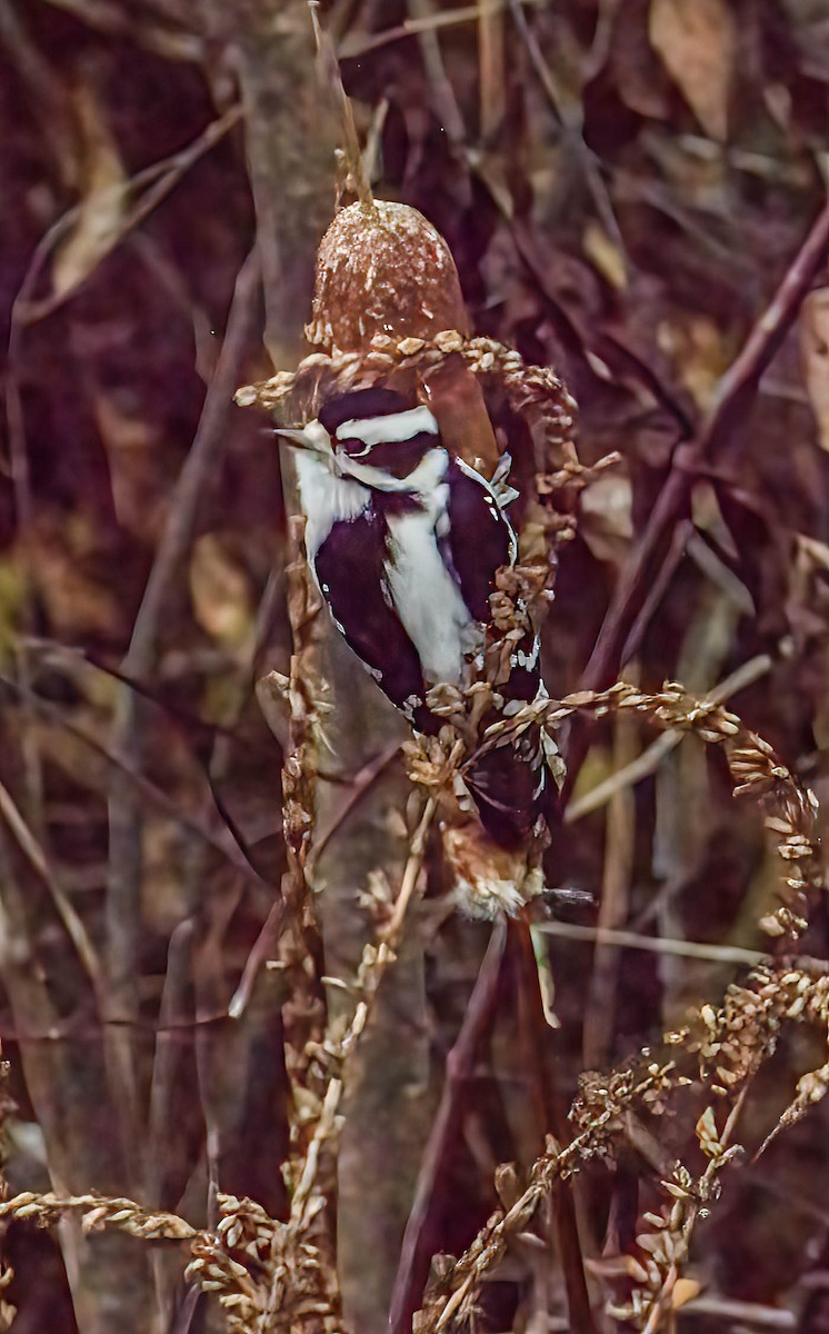 Downy Woodpecker - ML645101394