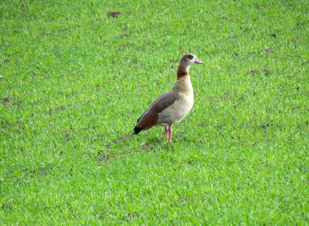 Egyptian Goose - ML645101395