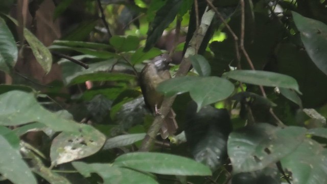 Бюльбюль-бородань оливковогрудий - ML645101397