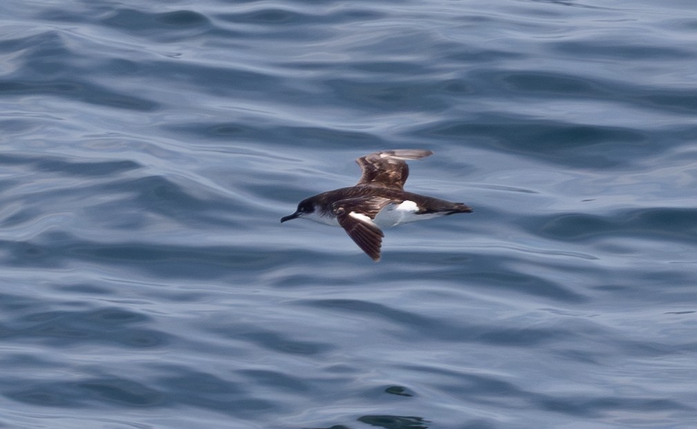 Manx Shearwater - ML645101403