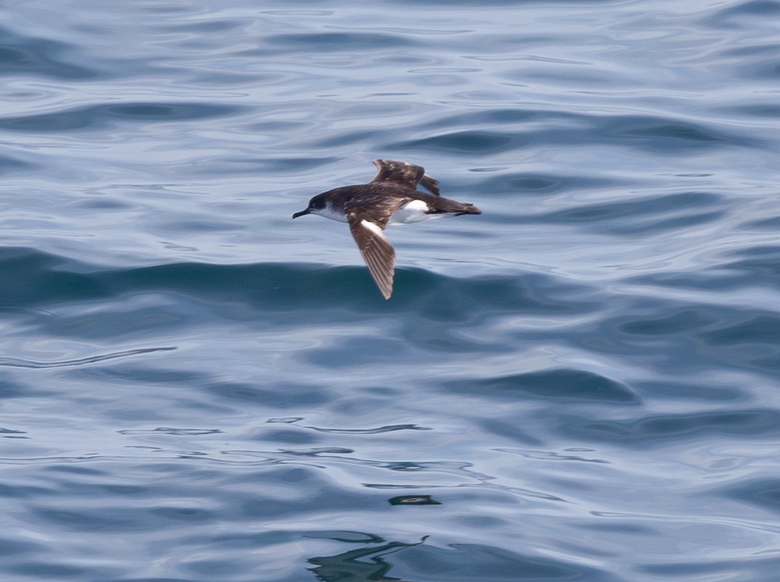 Manx Shearwater - ML645101404