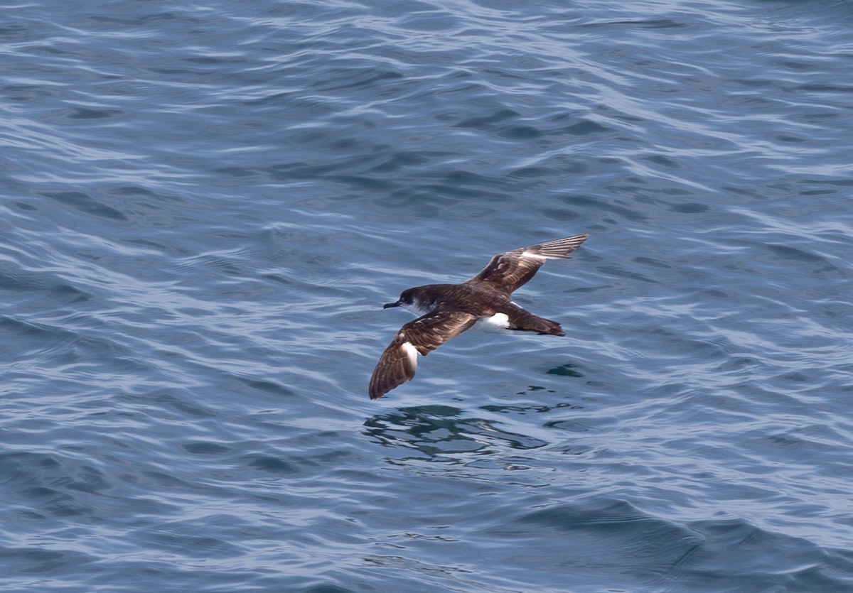 Manx Shearwater - ML645101405