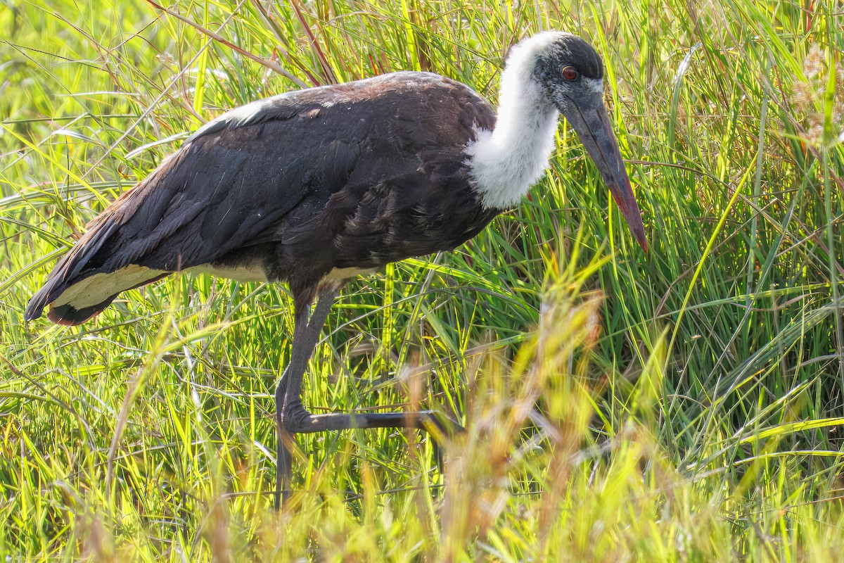 חסידה לבנת-גרון אפריקאית - ML645101412