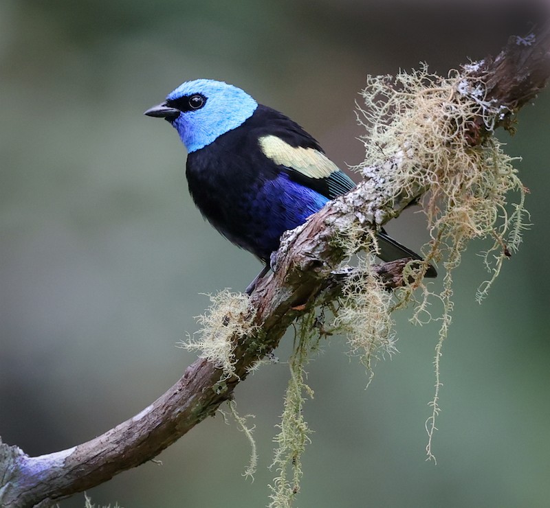 Blue-necked Tanager - ML645101414