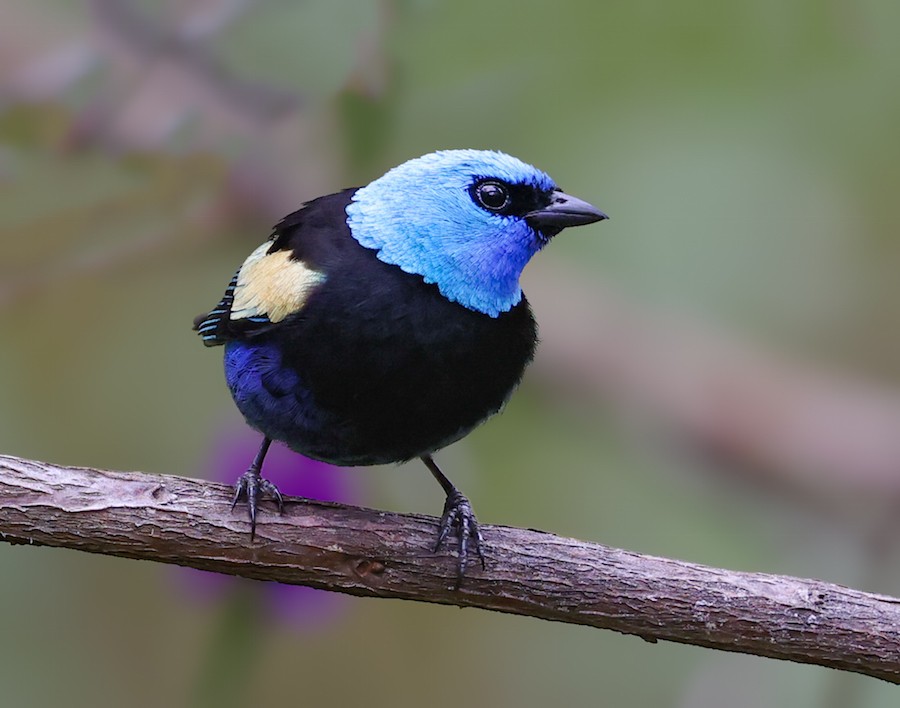 Blue-necked Tanager - ML645101415
