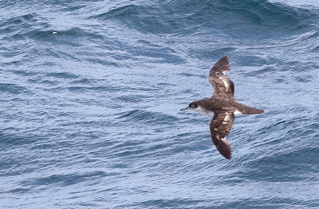 Manx Shearwater - ML645101417