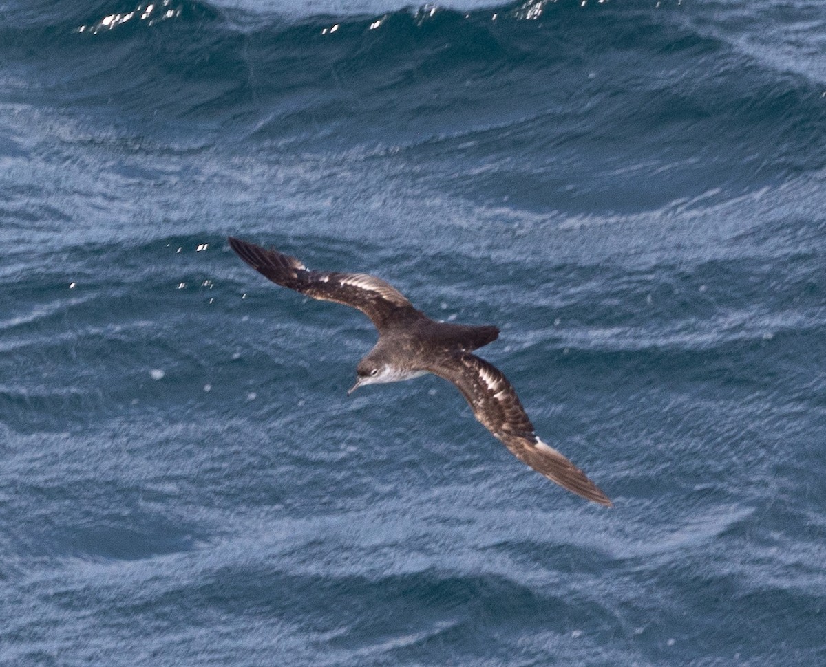 Manx Shearwater - ML645101418