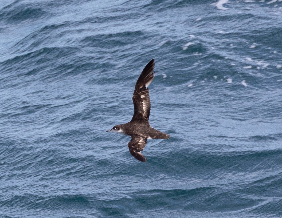 Manx Shearwater - ML645101419