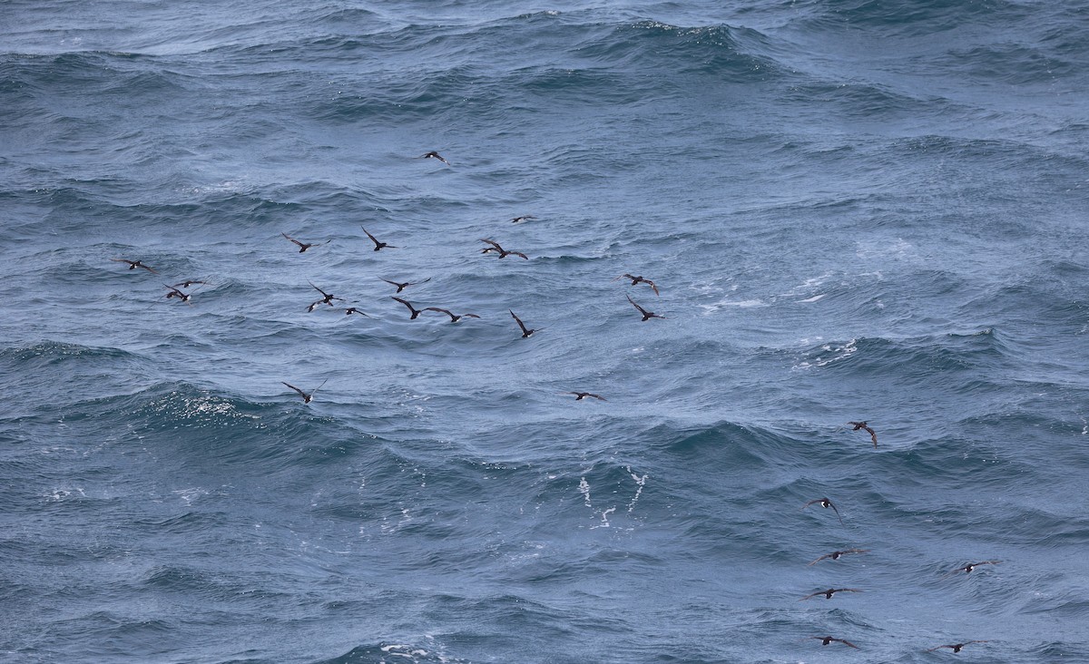 Manx Shearwater - ML645101420