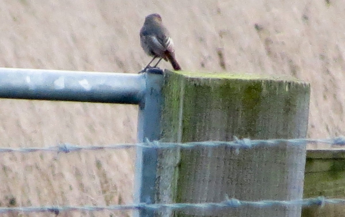 Black Redstart - ML645101425