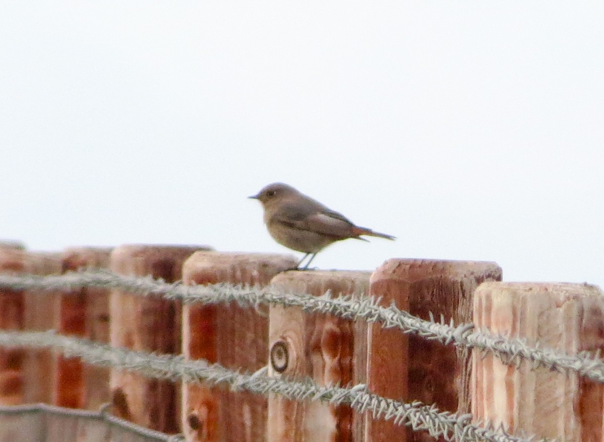 Black Redstart - ML645101426