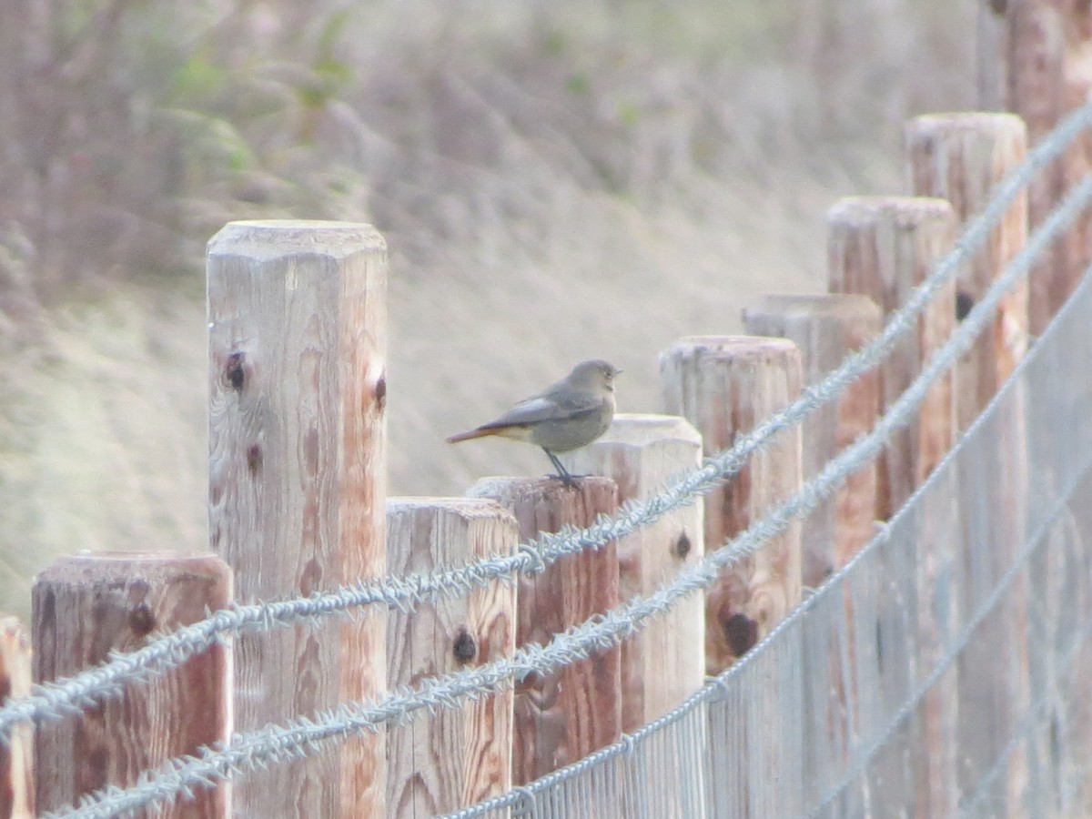 Black Redstart - ML645101427