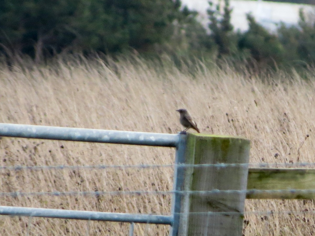 Black Redstart - ML645101428