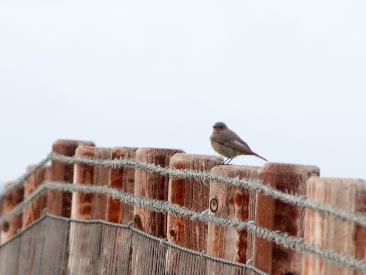 Black Redstart - ML645101430