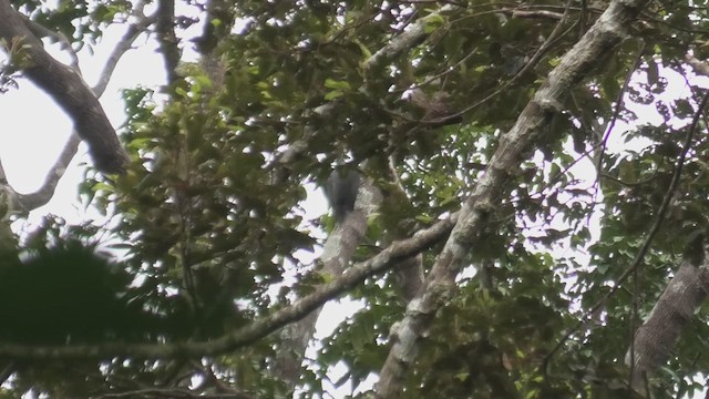 Büyük Gri Ağaçkakan - ML645101439