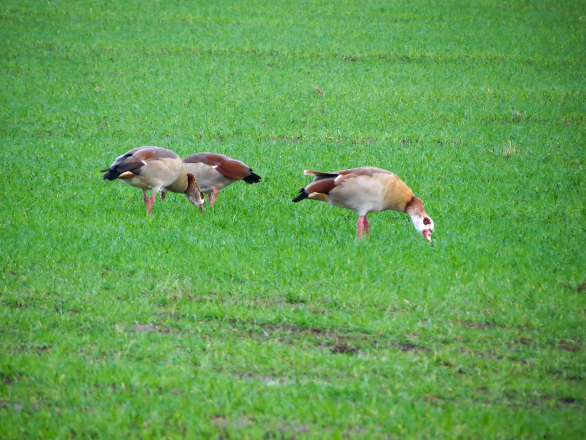 Egyptian Goose - ML645101444
