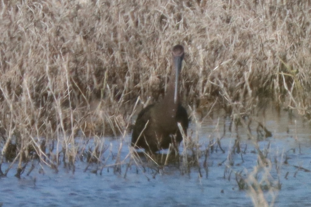 Ibis falcinelle ou I. à face blanche - ML645101446
