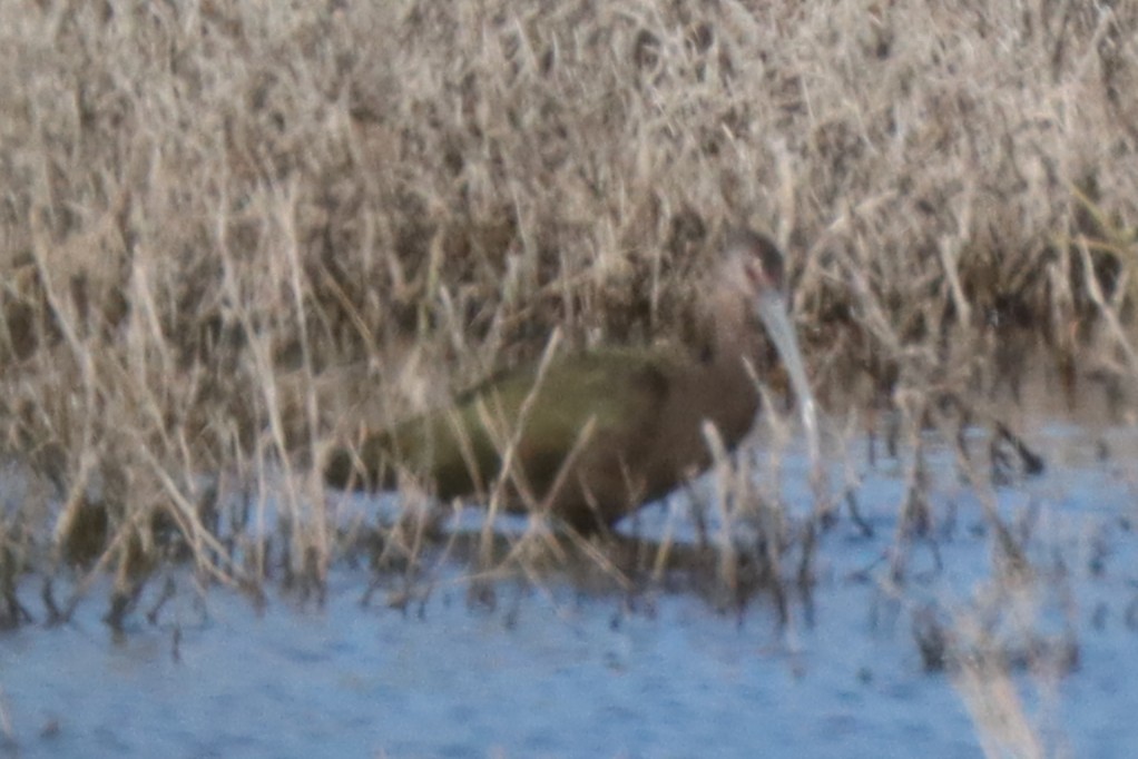 Ibis falcinelle ou I. à face blanche - ML645101447