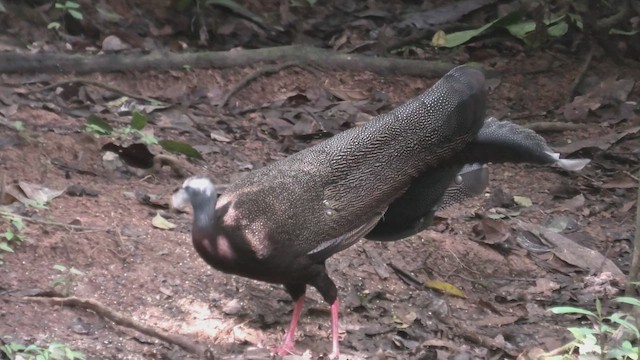 Büyük Argus - ML645101458