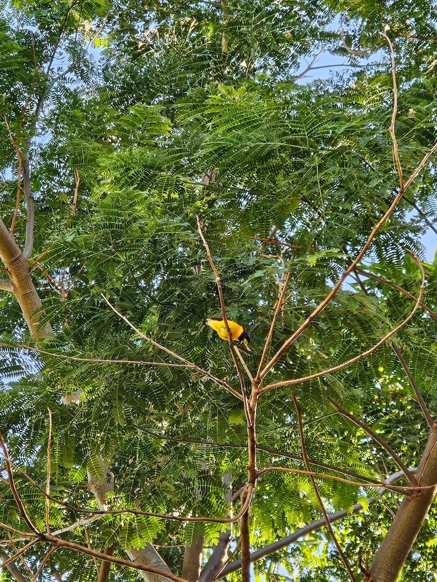 Purple-throated Euphonia - ML645101460