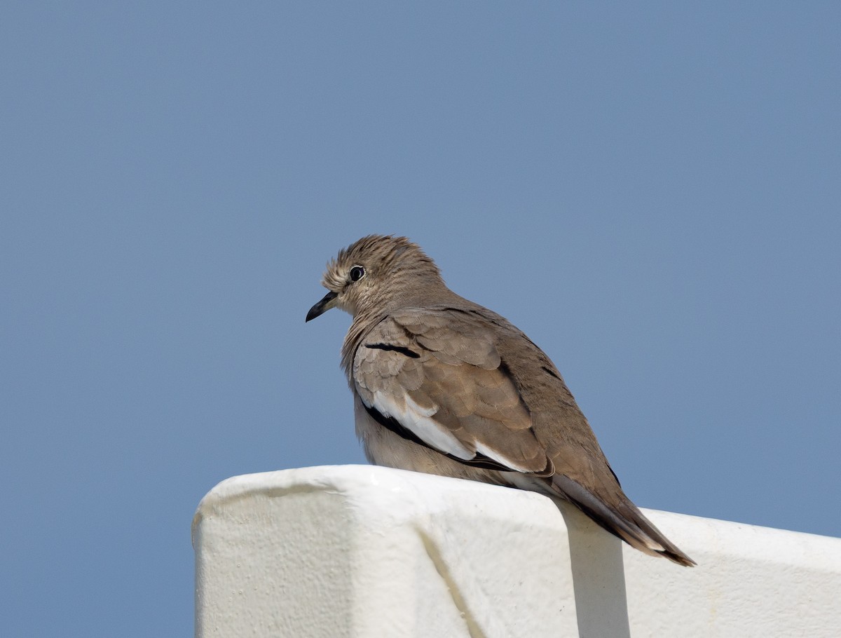 Picui Ground Dove - ML645101465