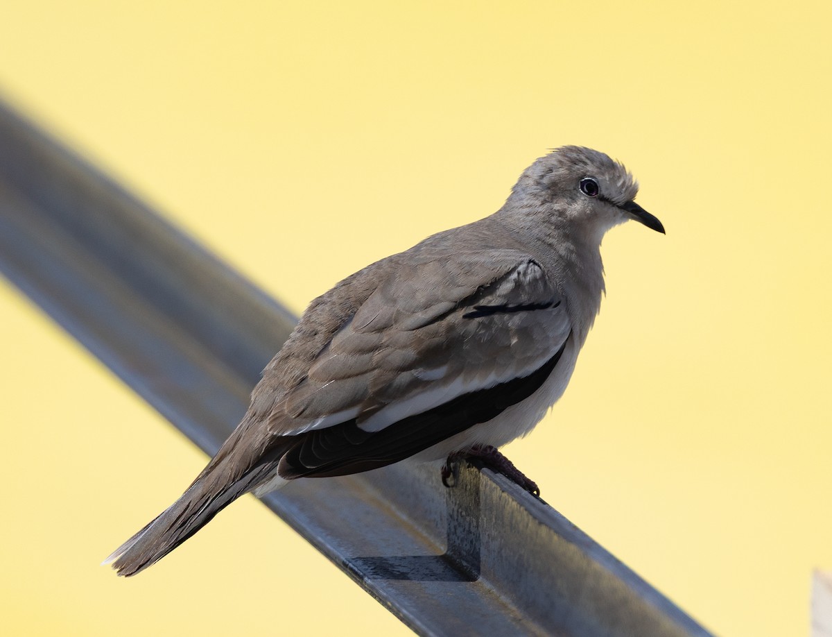 Picui Ground Dove - ML645101466