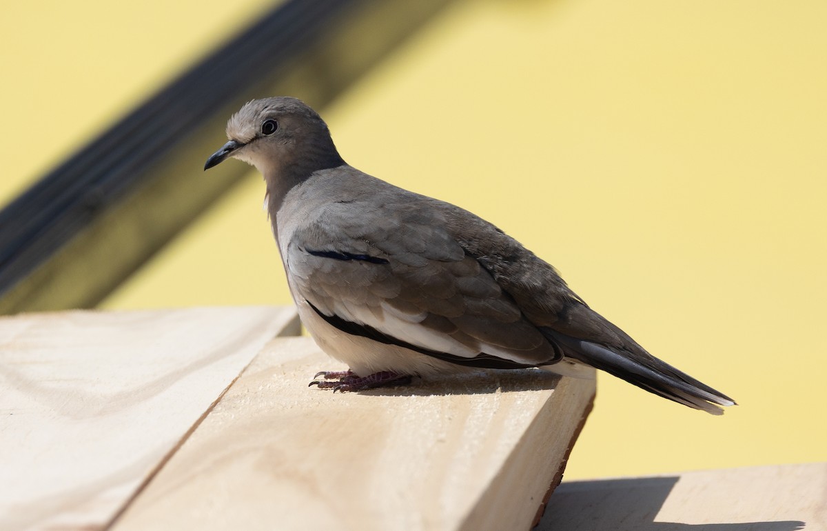 Picui Ground Dove - ML645101467