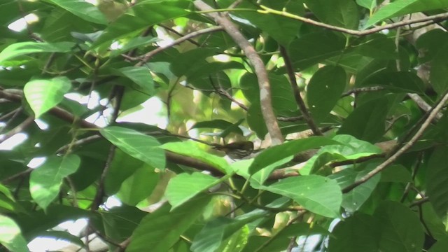 Çizgili Öksekuşu - ML645101470