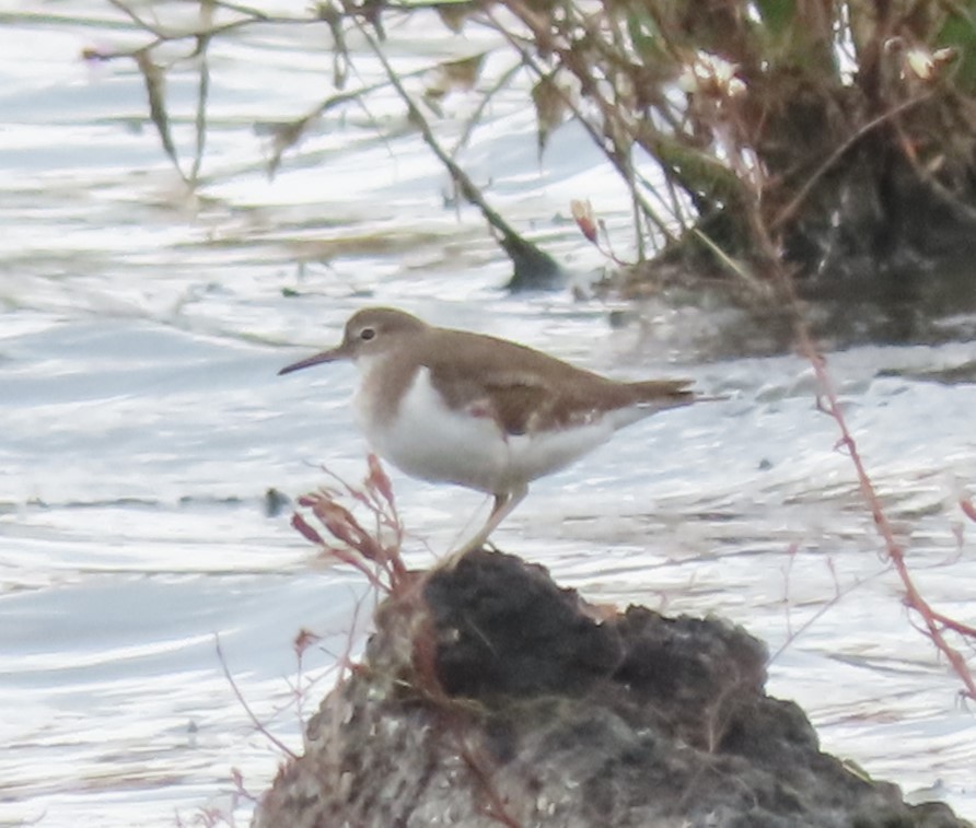 磯鷸 - ML645101471