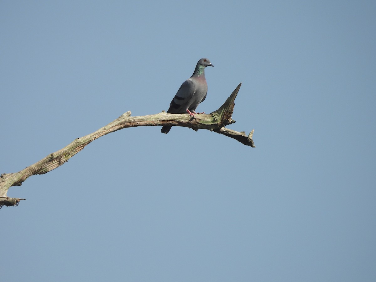 יונת סלעים - ML645101474