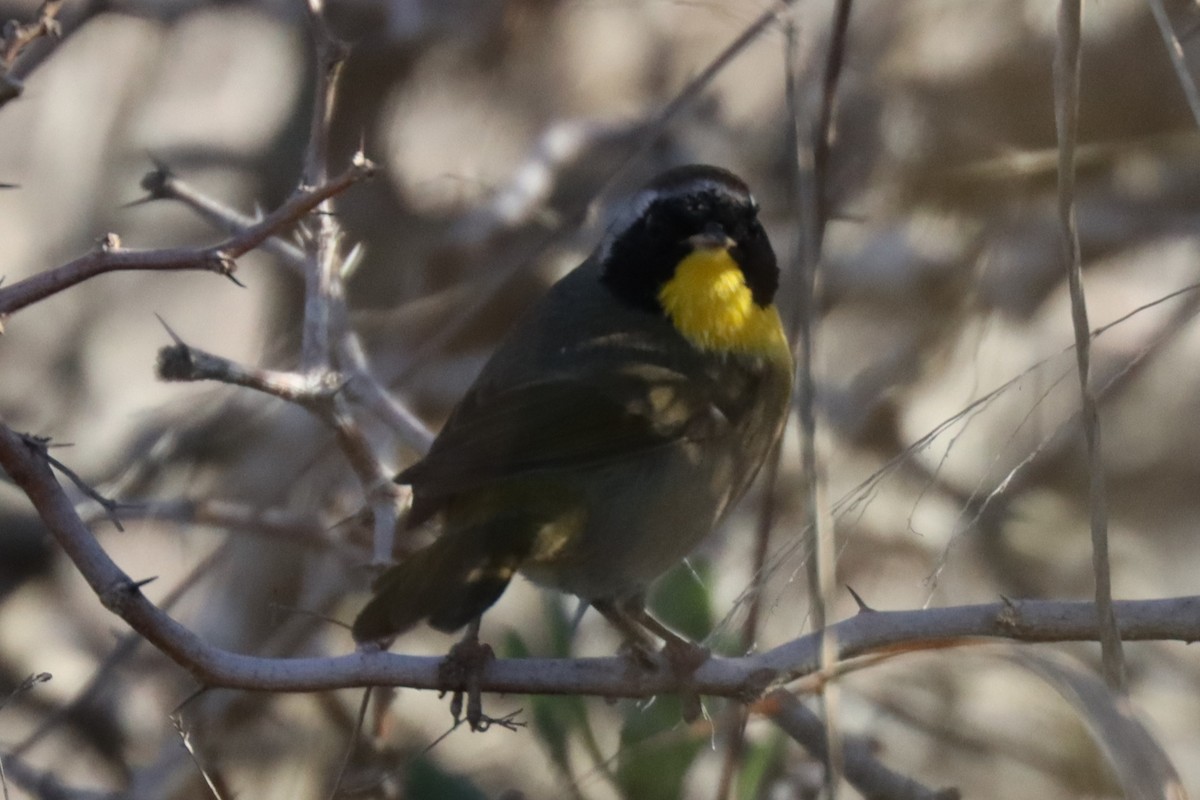 Common Yellowthroat - ML645101475