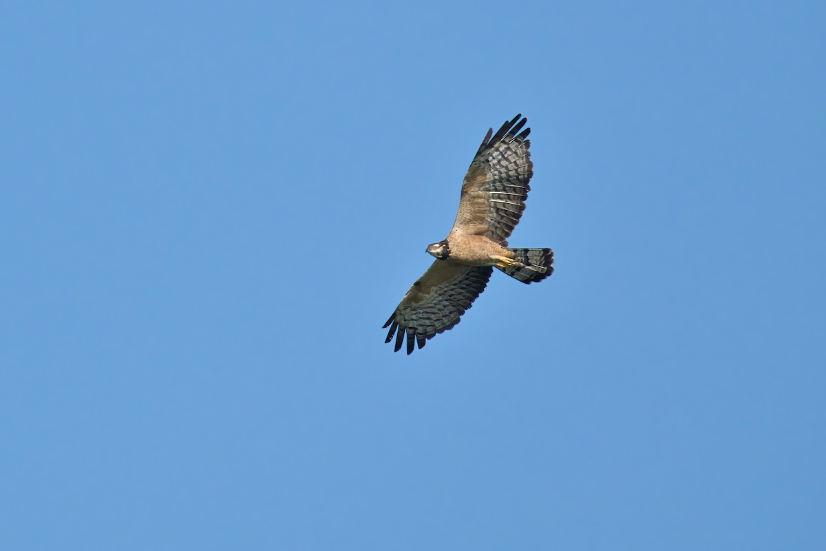 Oriental Honey-buzzard (Sunda) - ML645101476