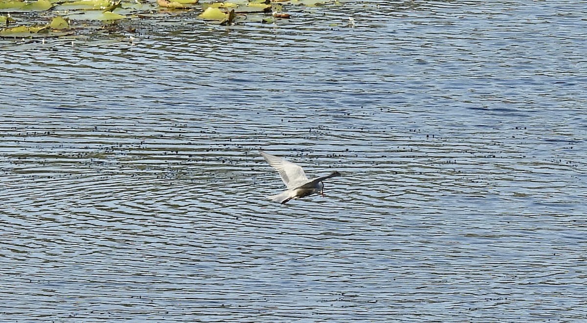 Whiskered Tern - ML645101477