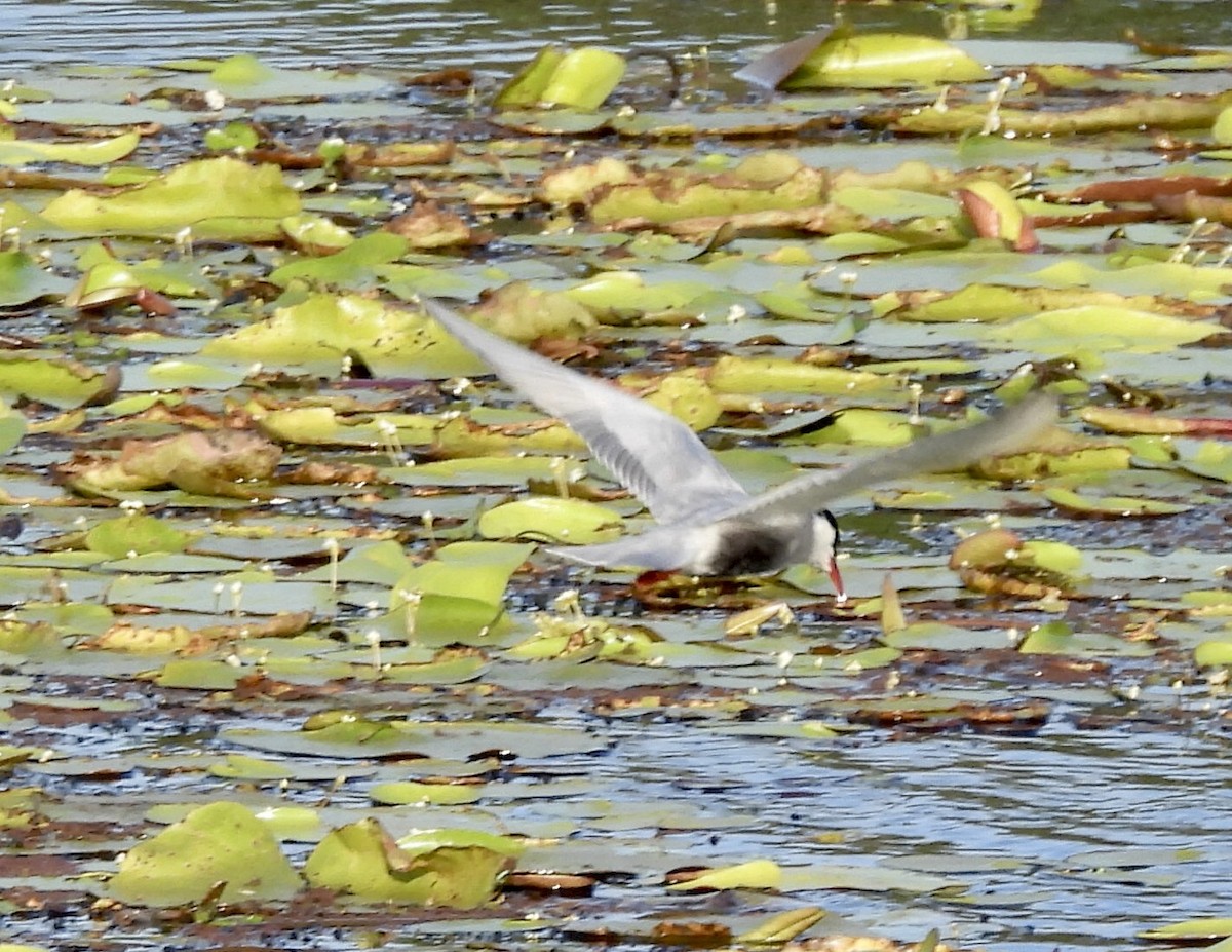 Whiskered Tern - ML645101478