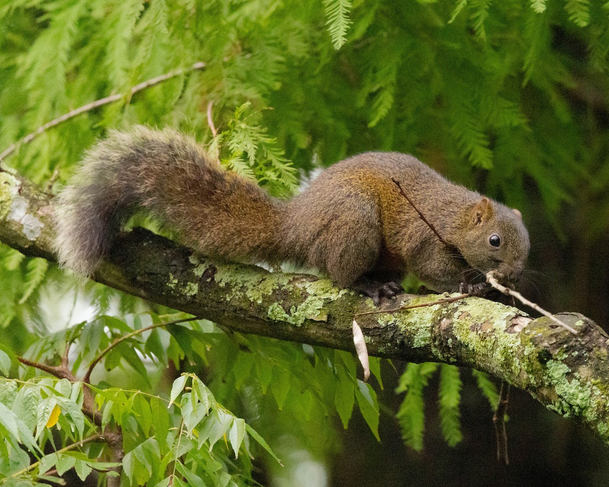 Pallas' Squirrel - ML645101486