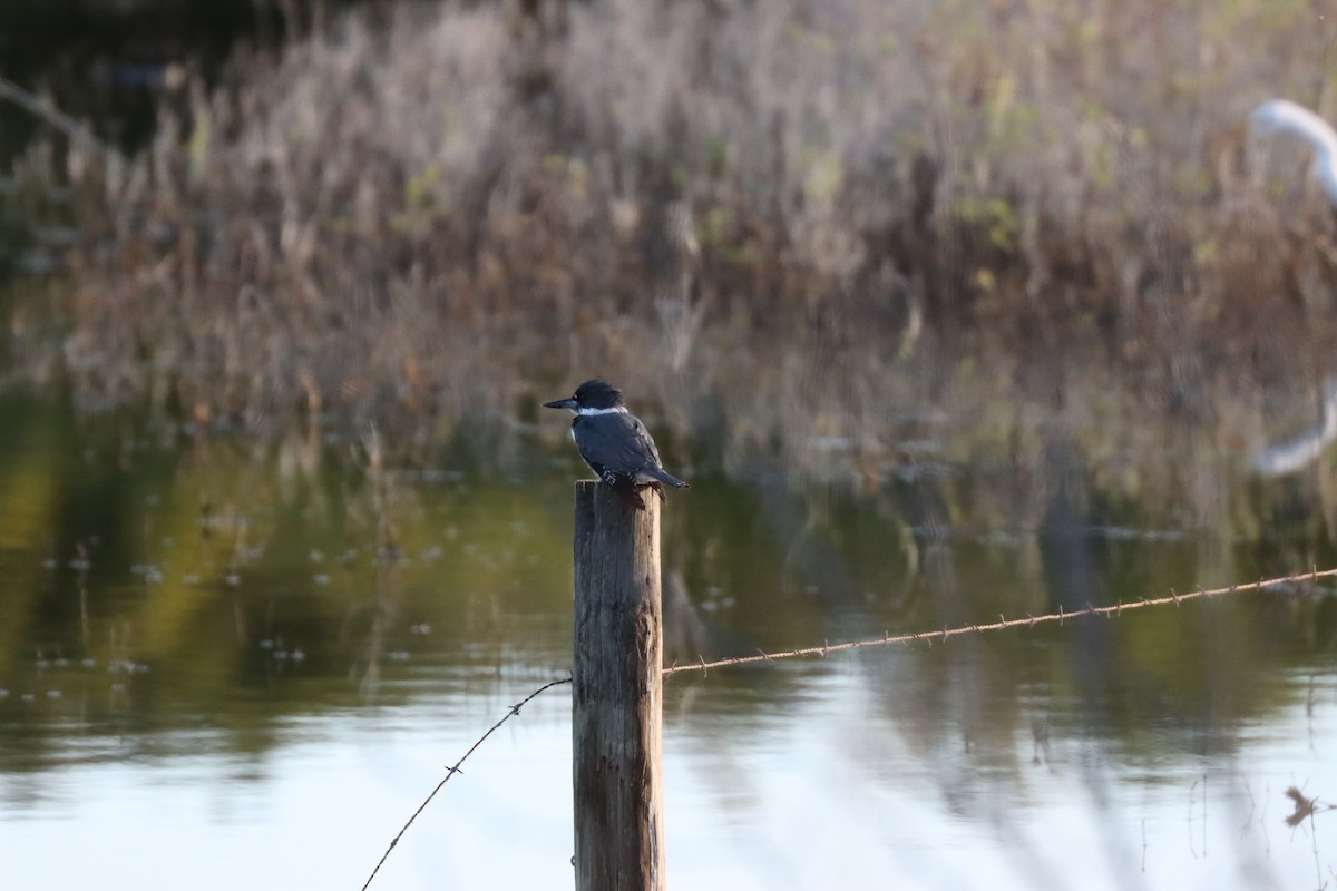 Martin-pêcheur d'Amérique - ML645101487