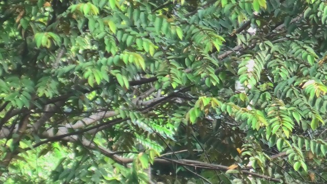 Kızıl Karınlı Cüce Doğan - ML645101489