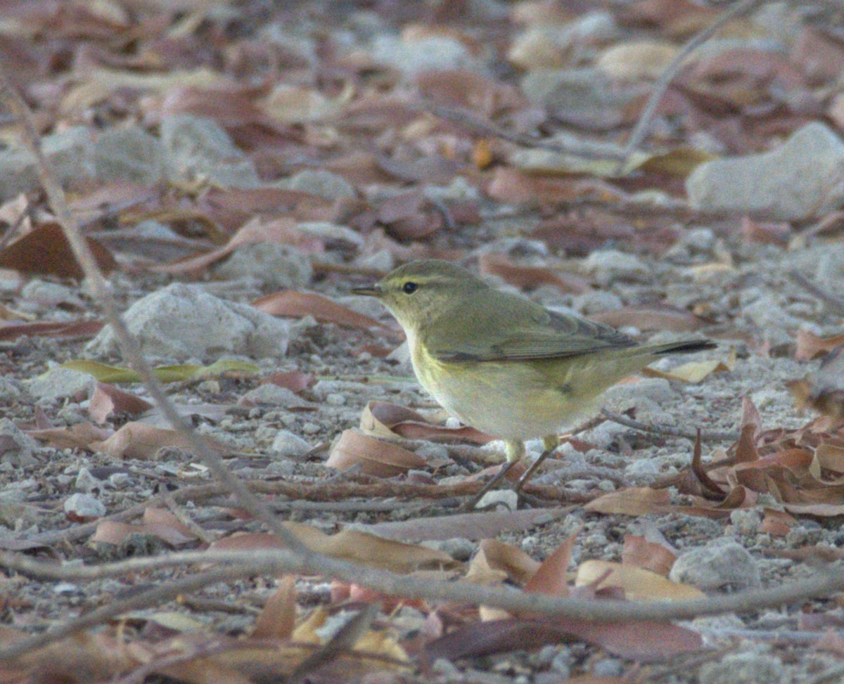 Вівчарик весняний - ML645101499