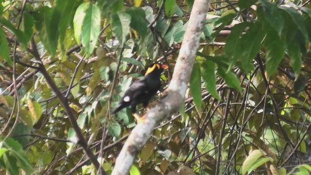 Küpeli Çiğdeci [religiosa grubu] - ML645101509