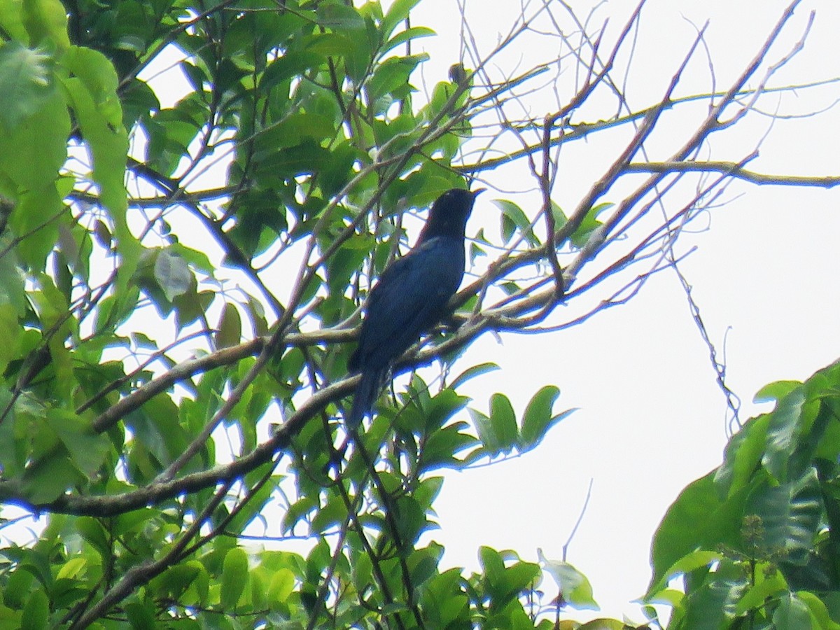 Дронго лірохвостий (підвид leucops/banggaiensis) - ML645101511