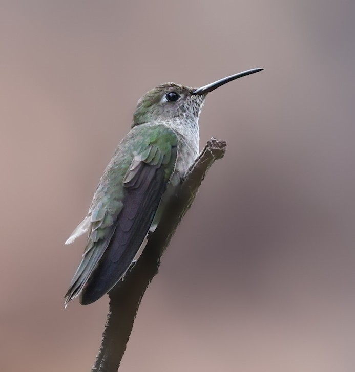 Колібрі плямистогорлий - ML645101514