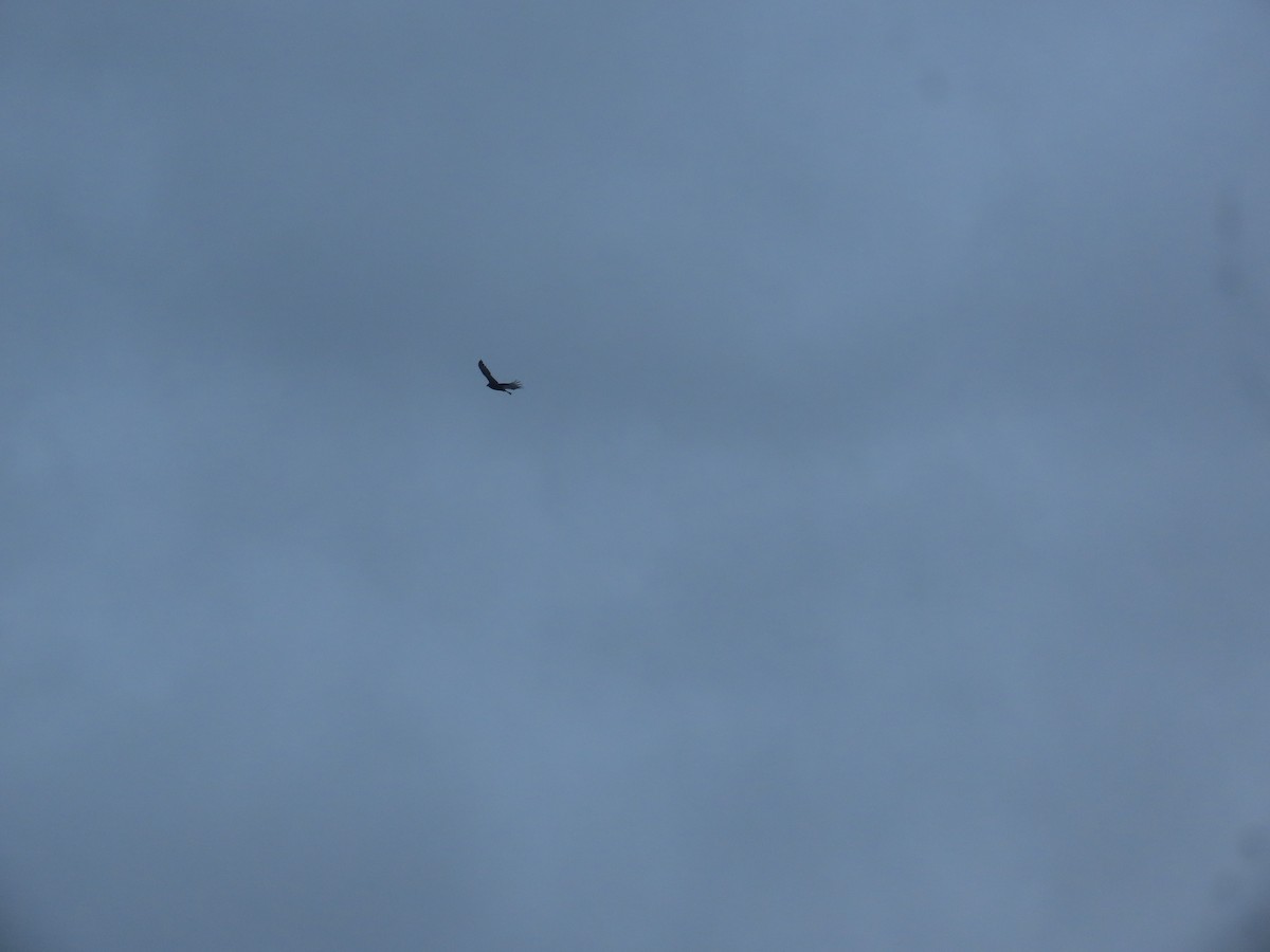 Катарта червоноголова - ML645101517