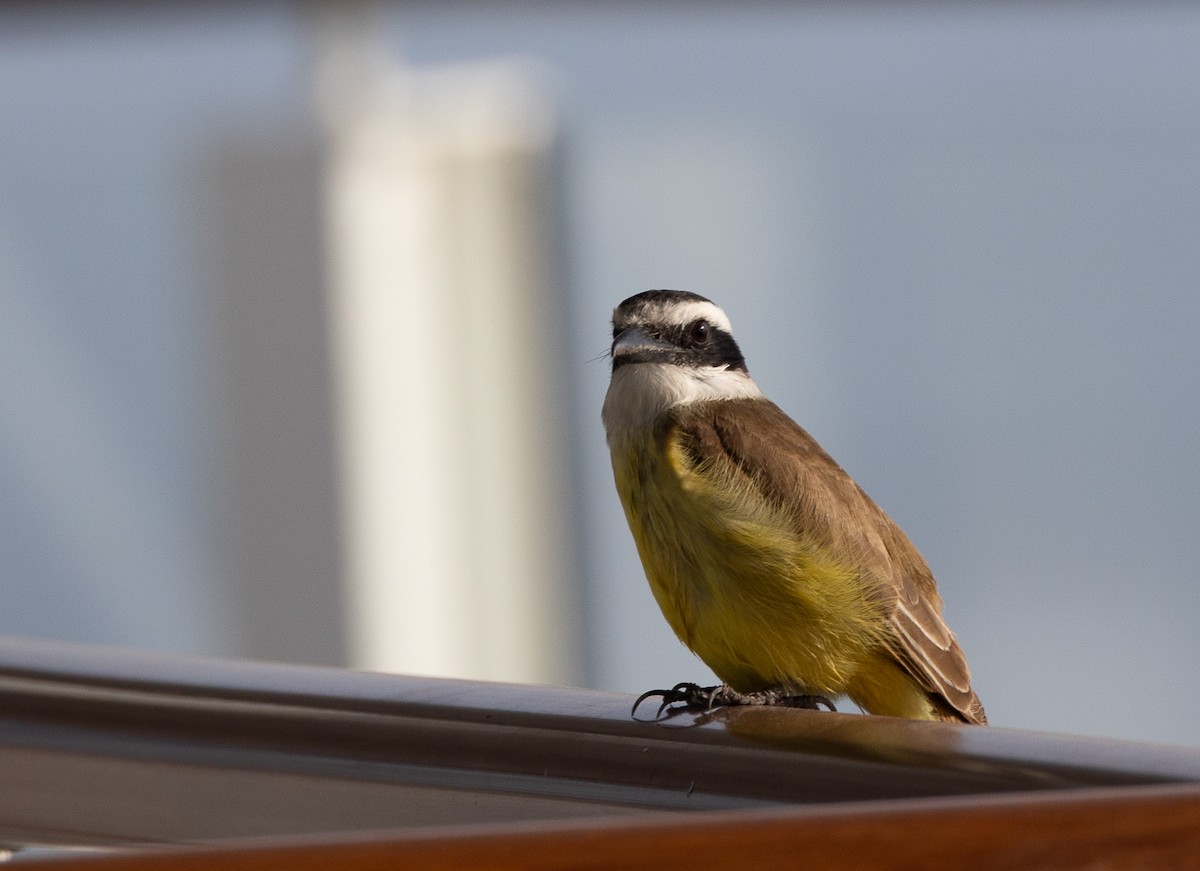 Пітанга велика - ML645101519