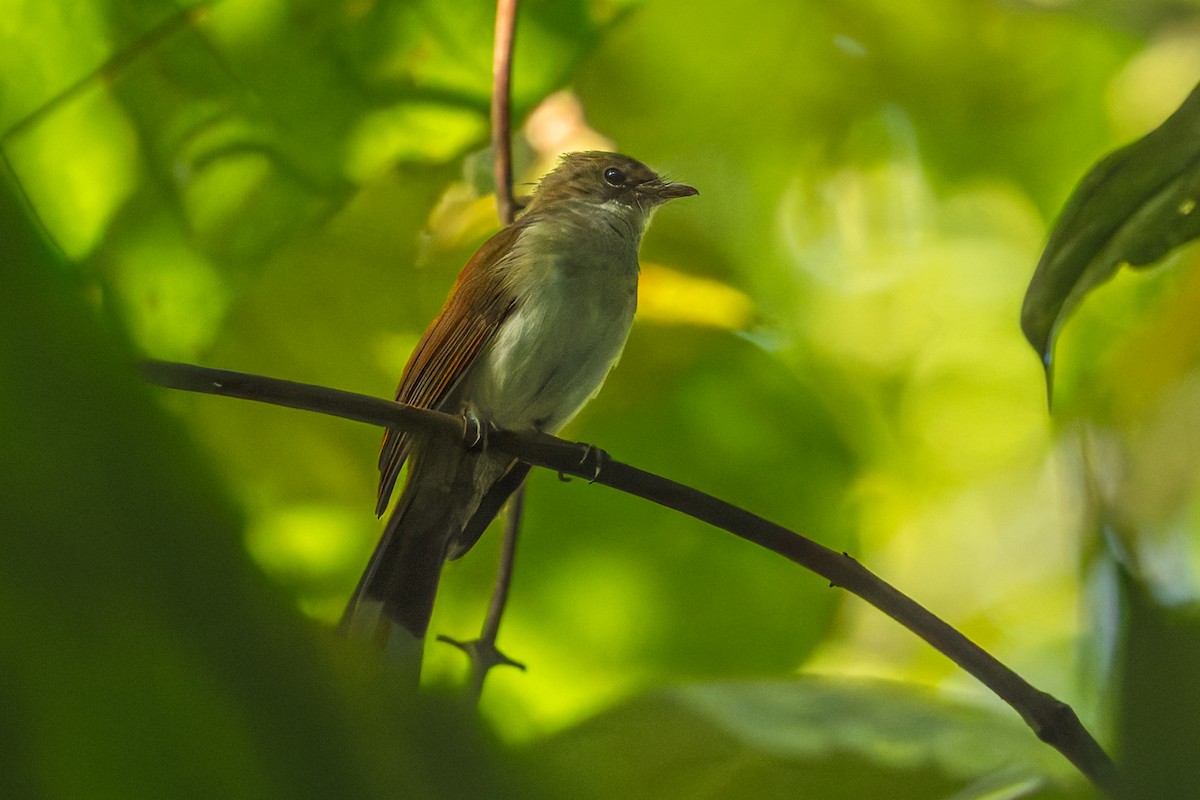 Віялохвістка мала - ML645101520