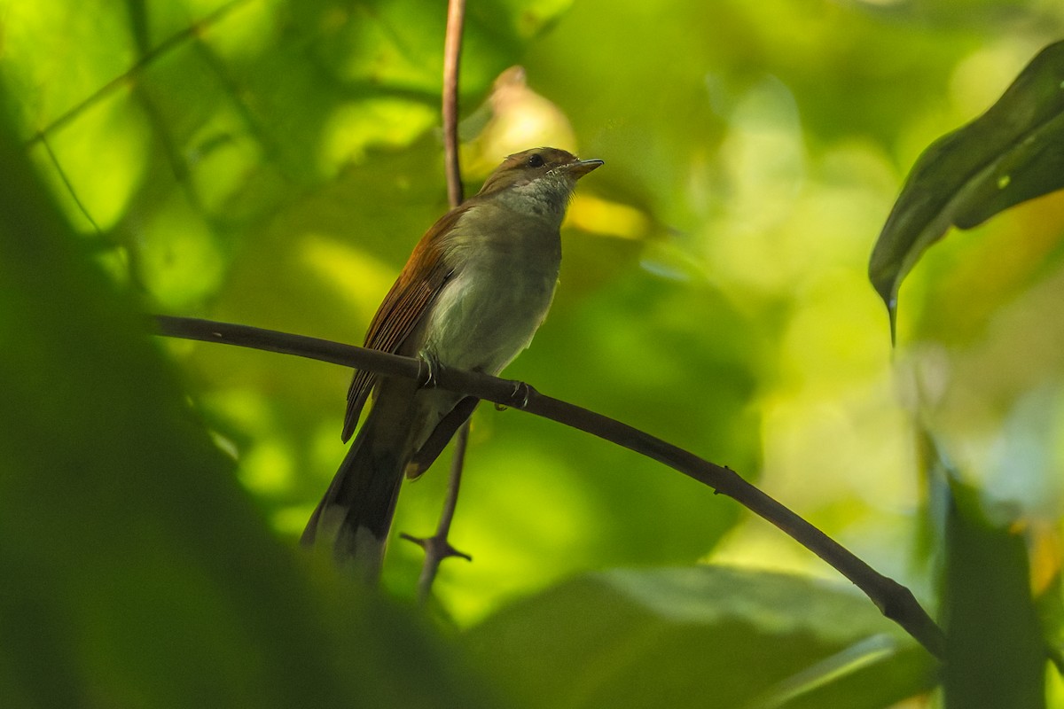 Віялохвістка мала - ML645101523