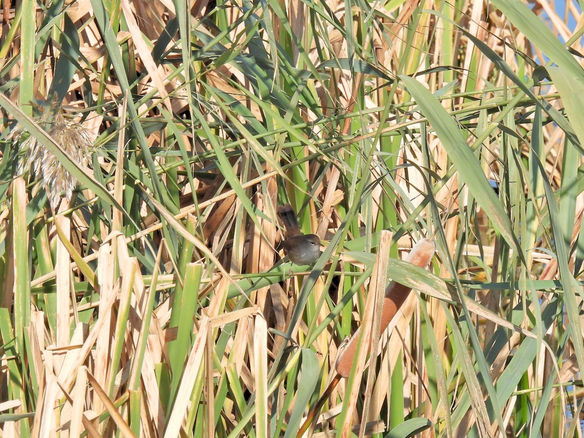 Широкохвістка середземноморська - ML645101529