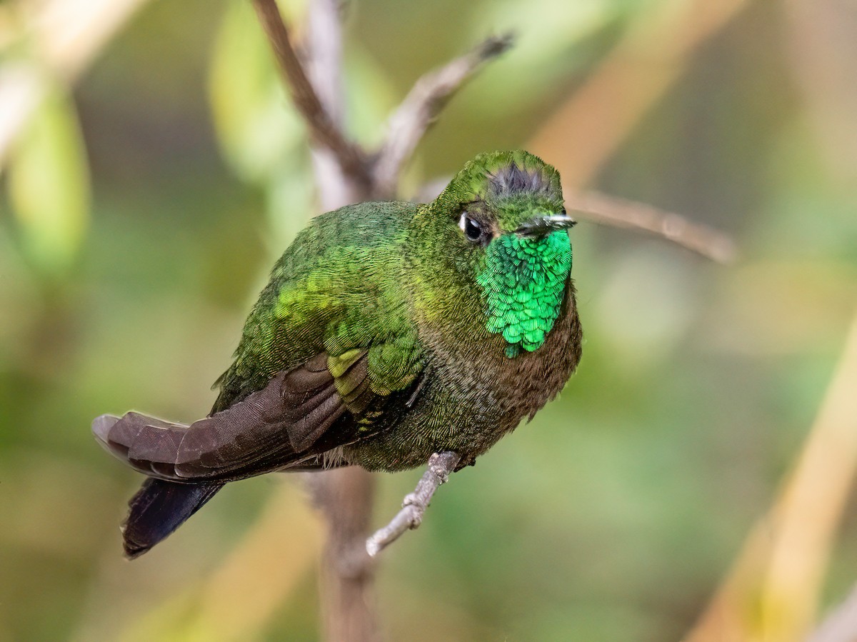 Колібрі-барвограй зеленогорлий - ML645101537